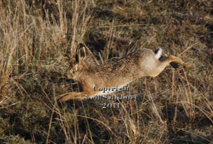 Brown Hare images by Betty Fold Gallery